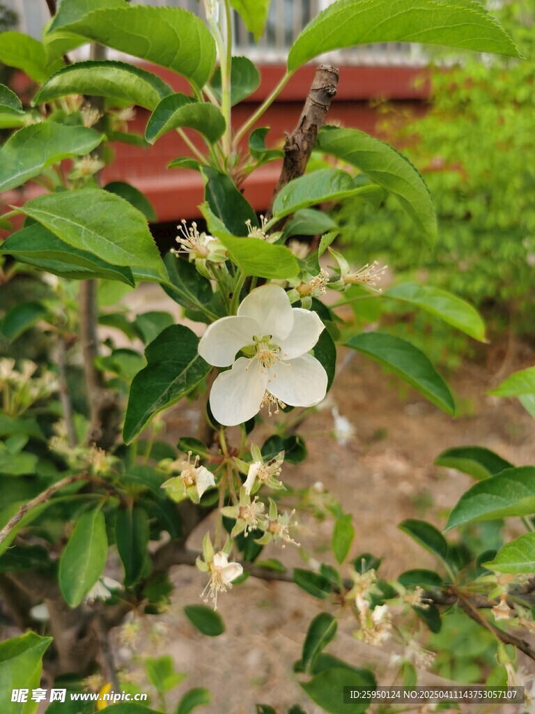 苹果花 