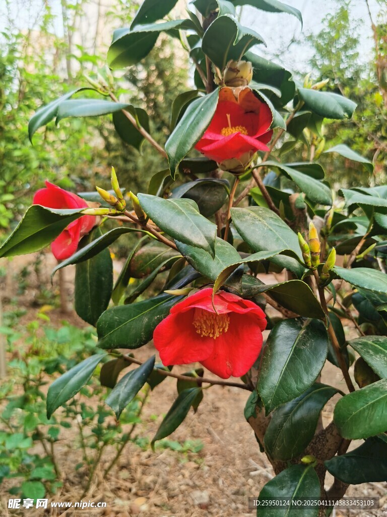耐冬花