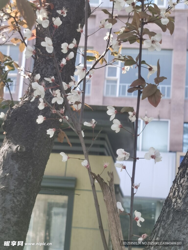 梅花