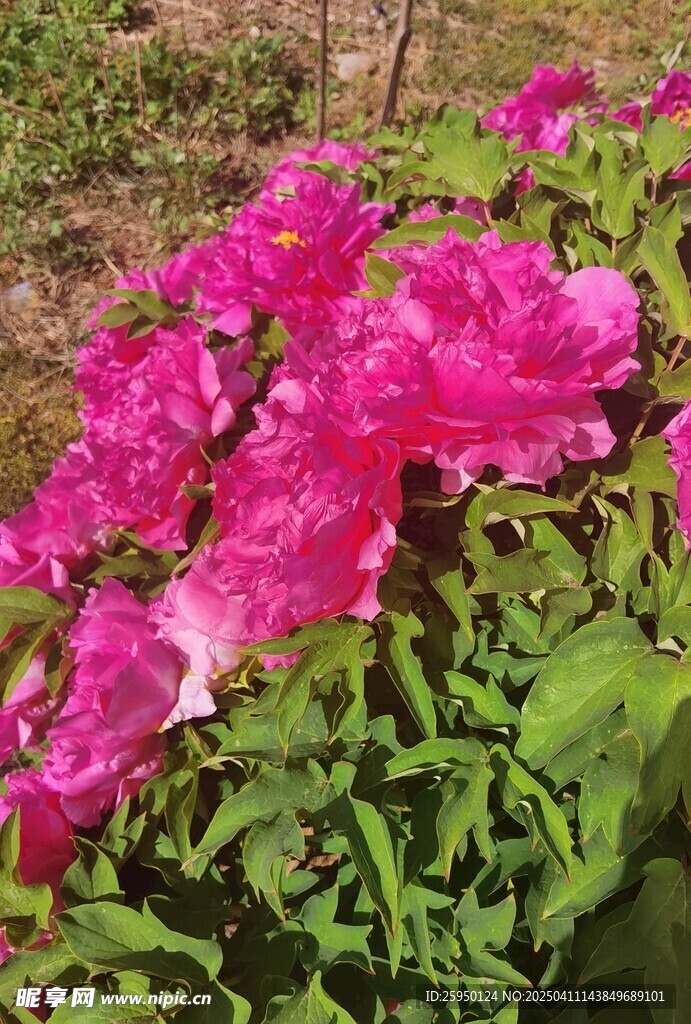 牡丹花 