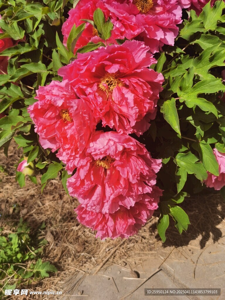 牡丹花