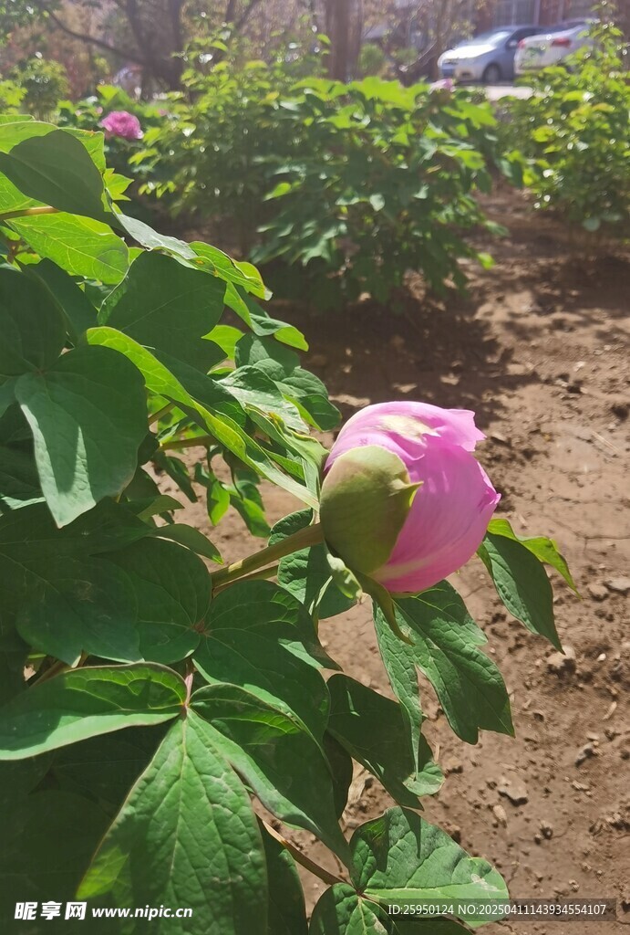 牡丹花