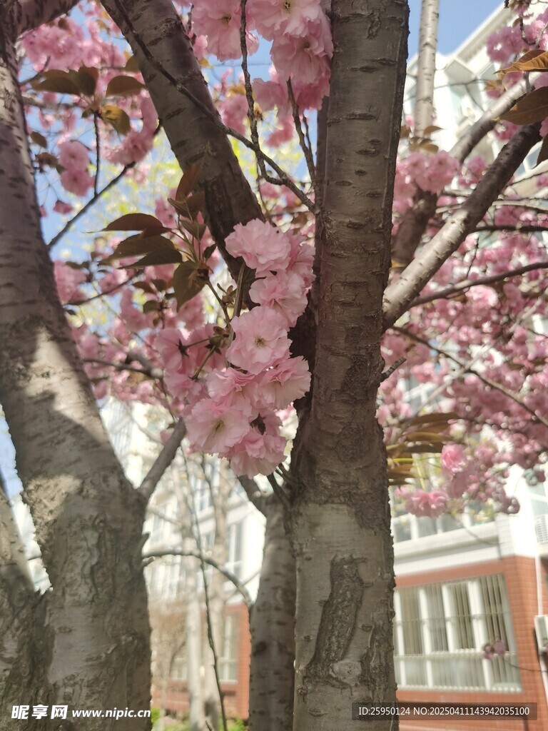 樱花