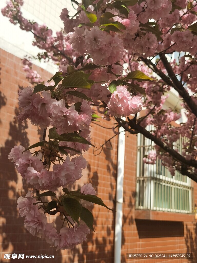 樱花