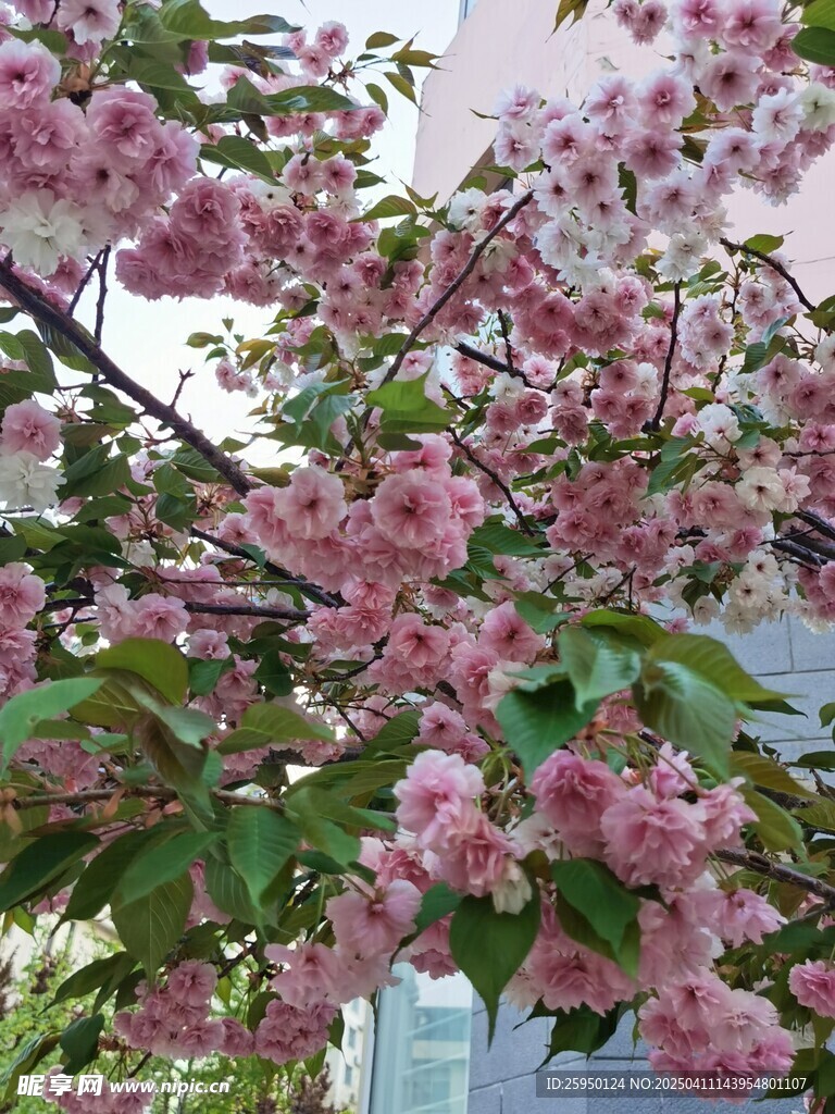 樱花