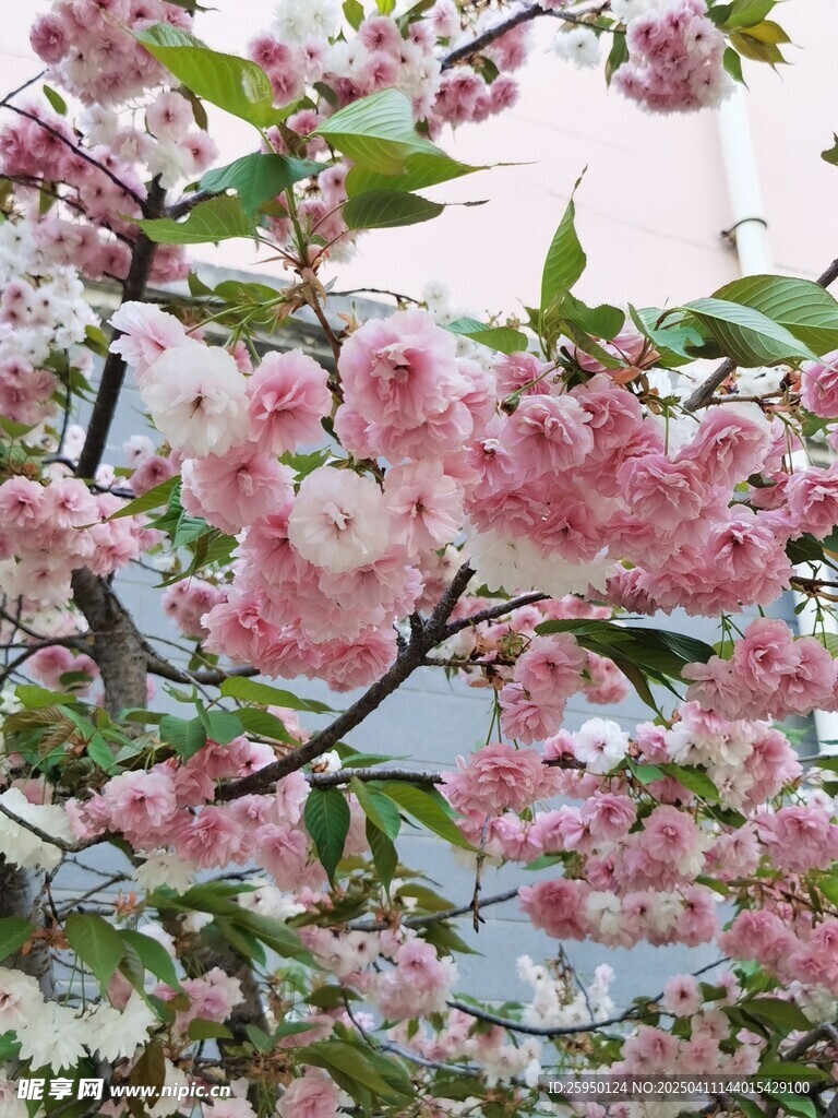 樱花