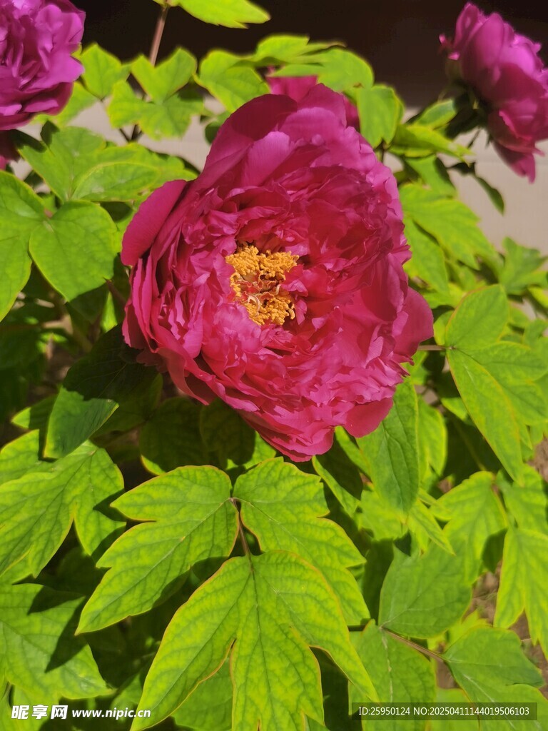 牡丹花