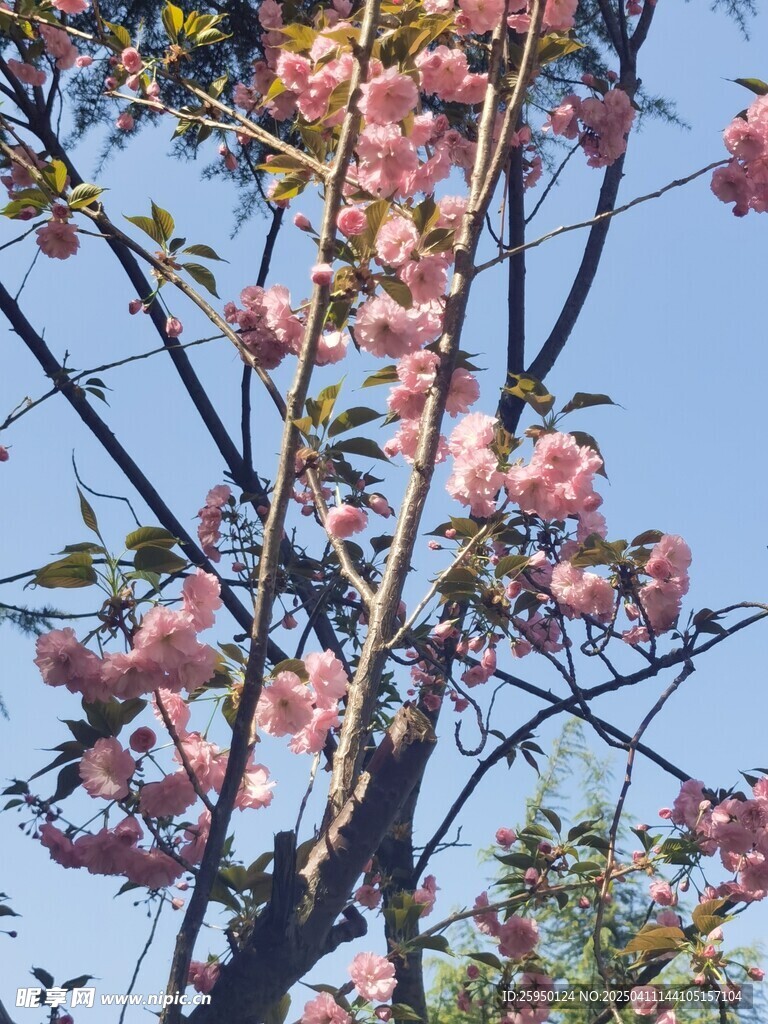 樱花