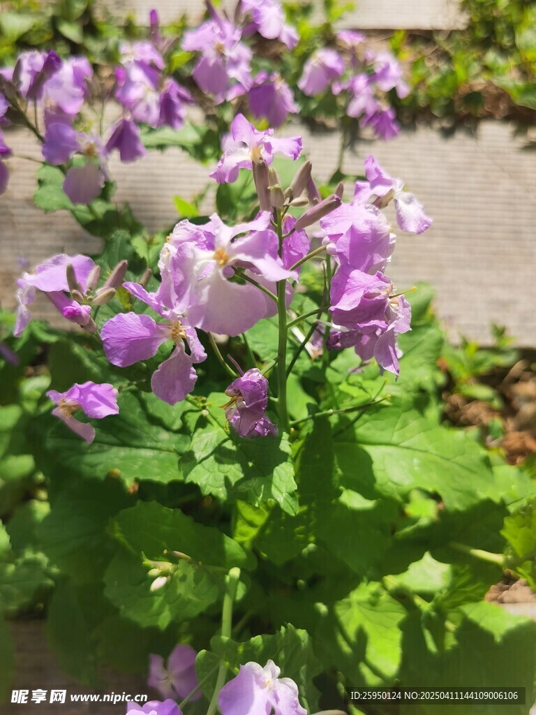 诸葛菜