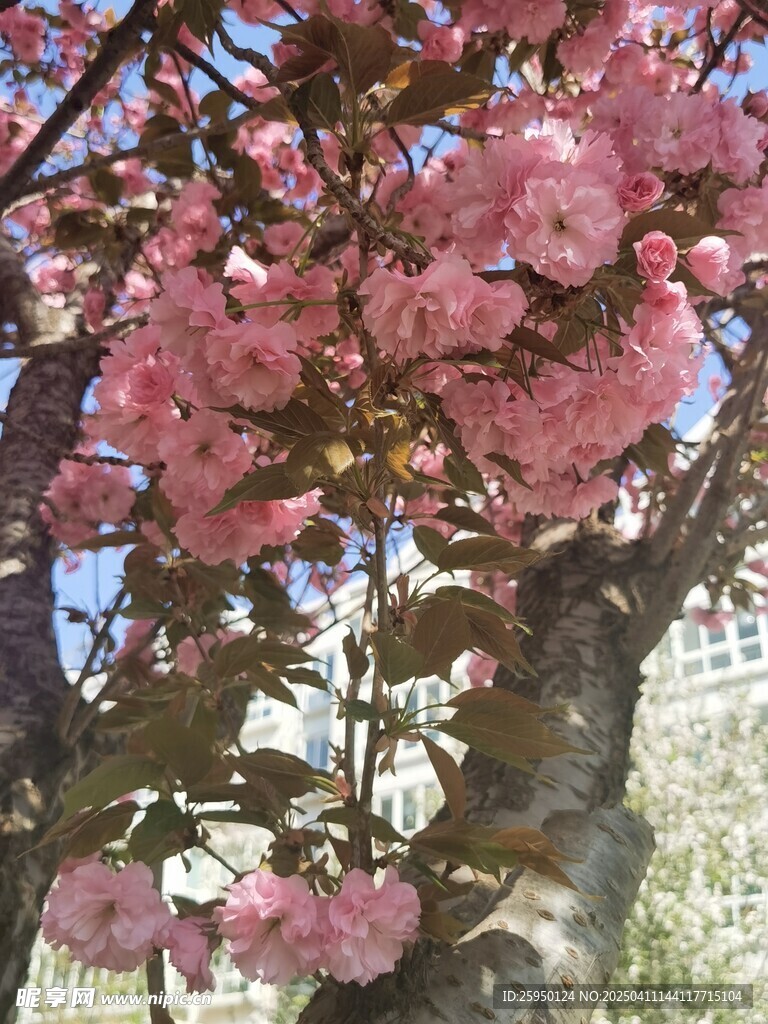 樱花