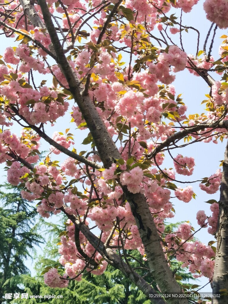 樱花