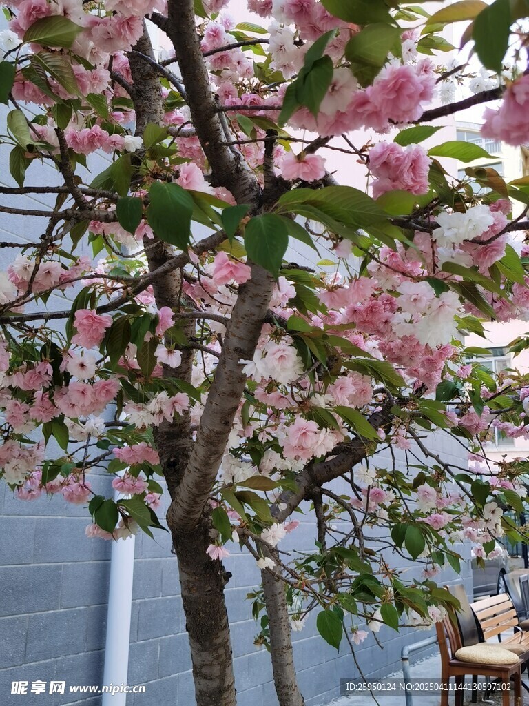 樱花