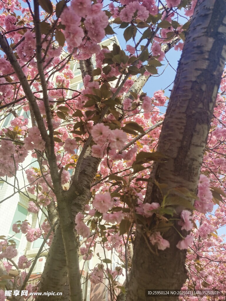 樱花