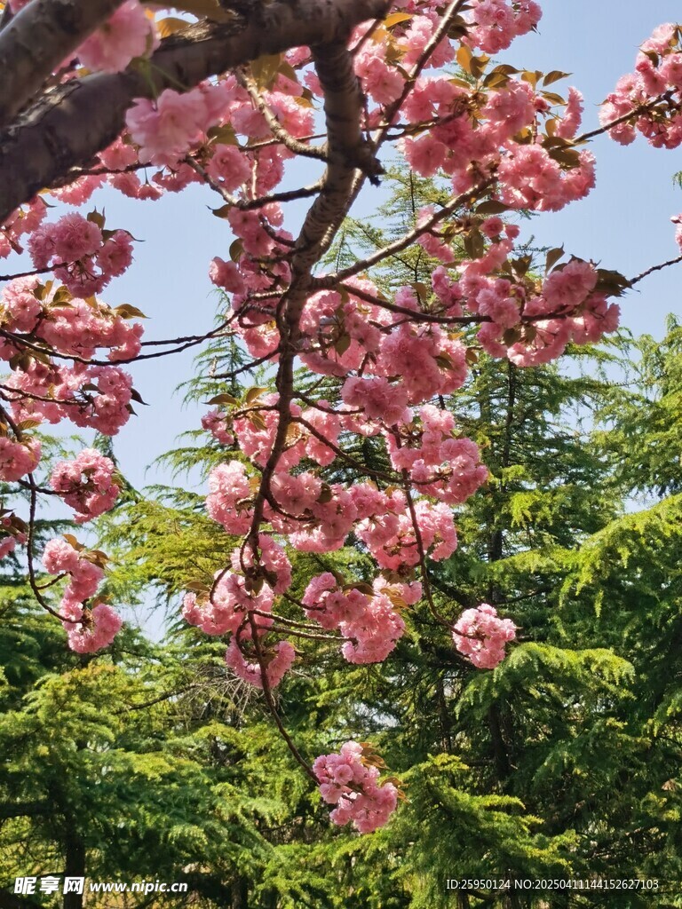 樱花