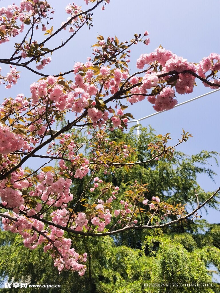 樱花