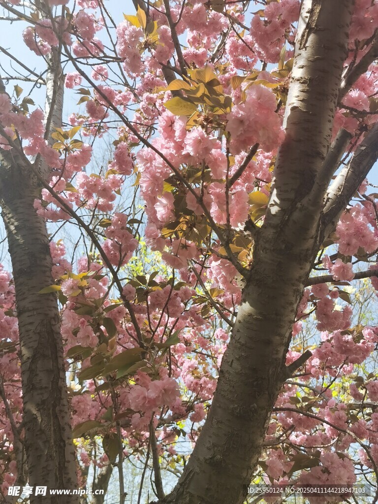 樱花