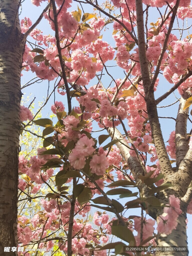 樱花