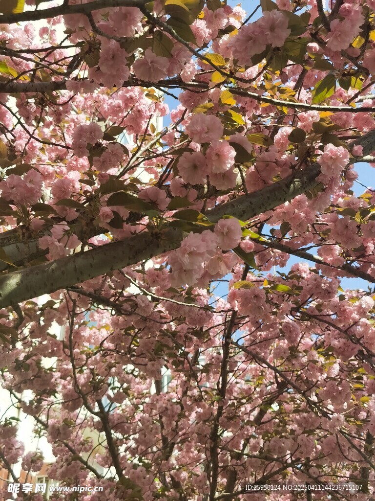 樱花