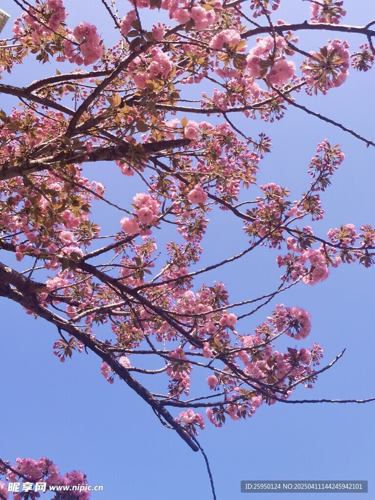 樱花