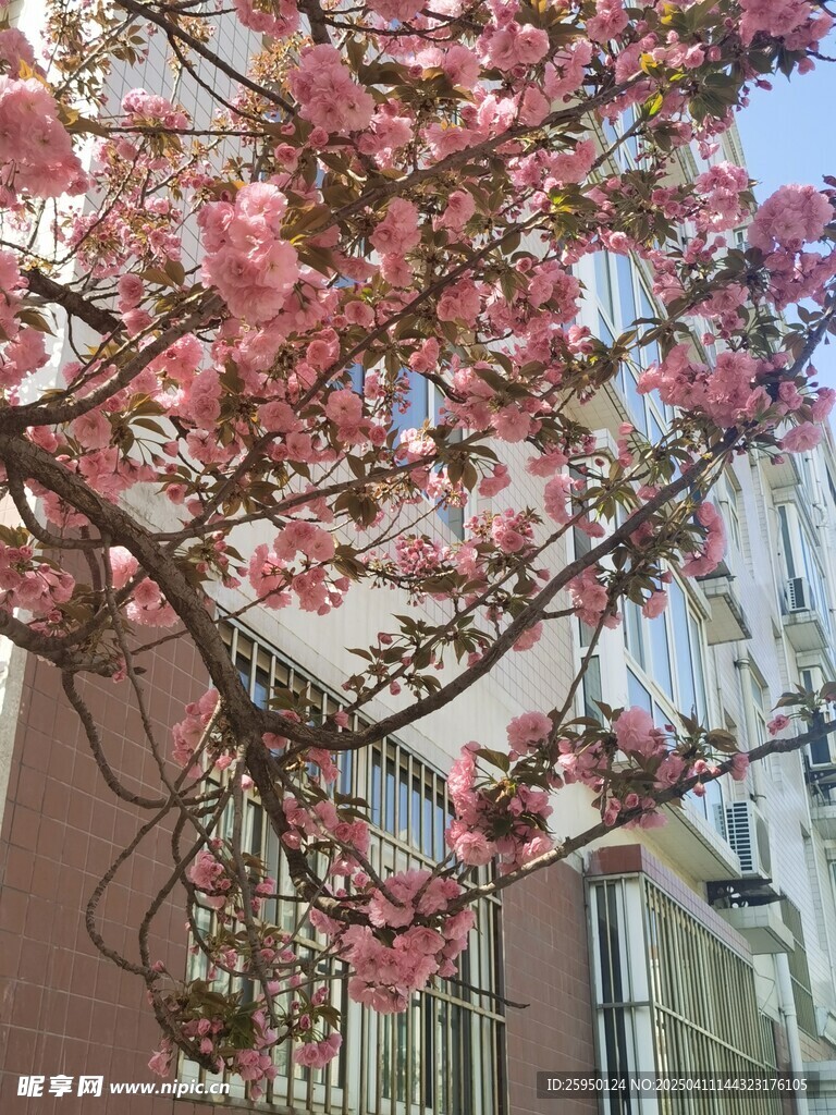 樱花
