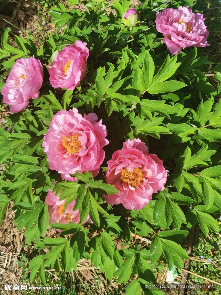 牡丹花