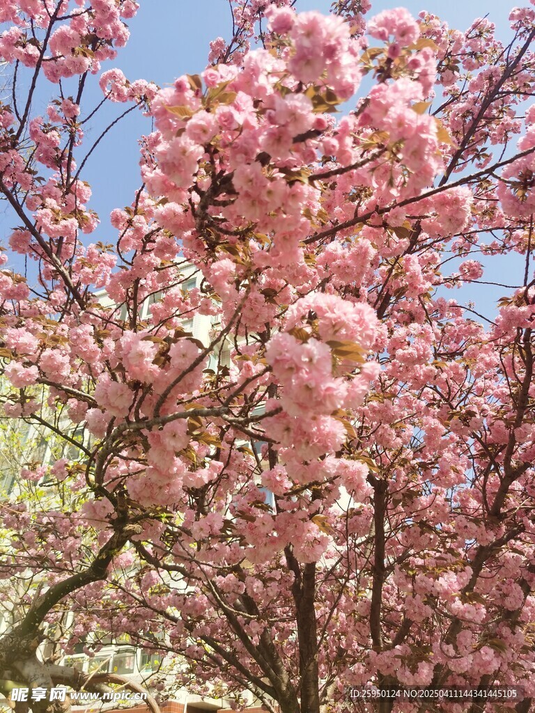 樱花