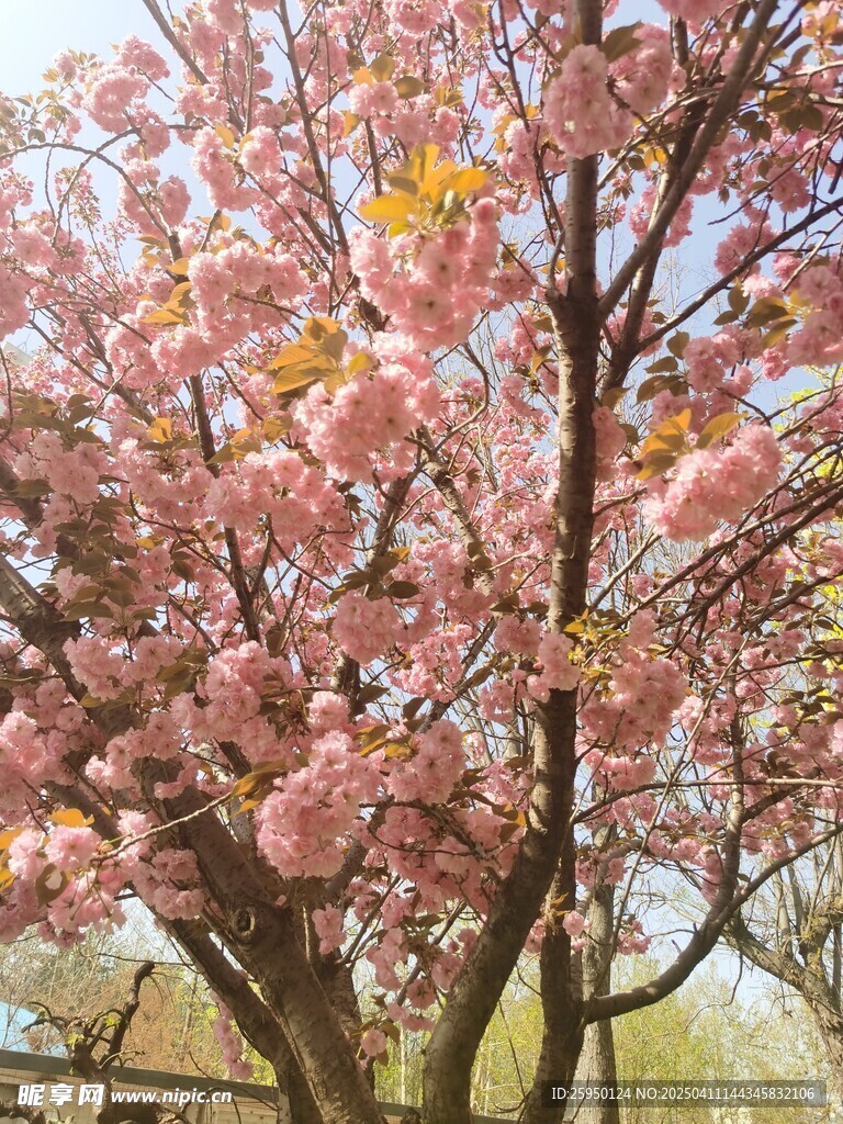 樱花