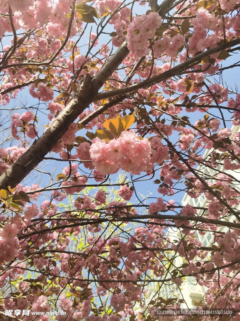 樱花