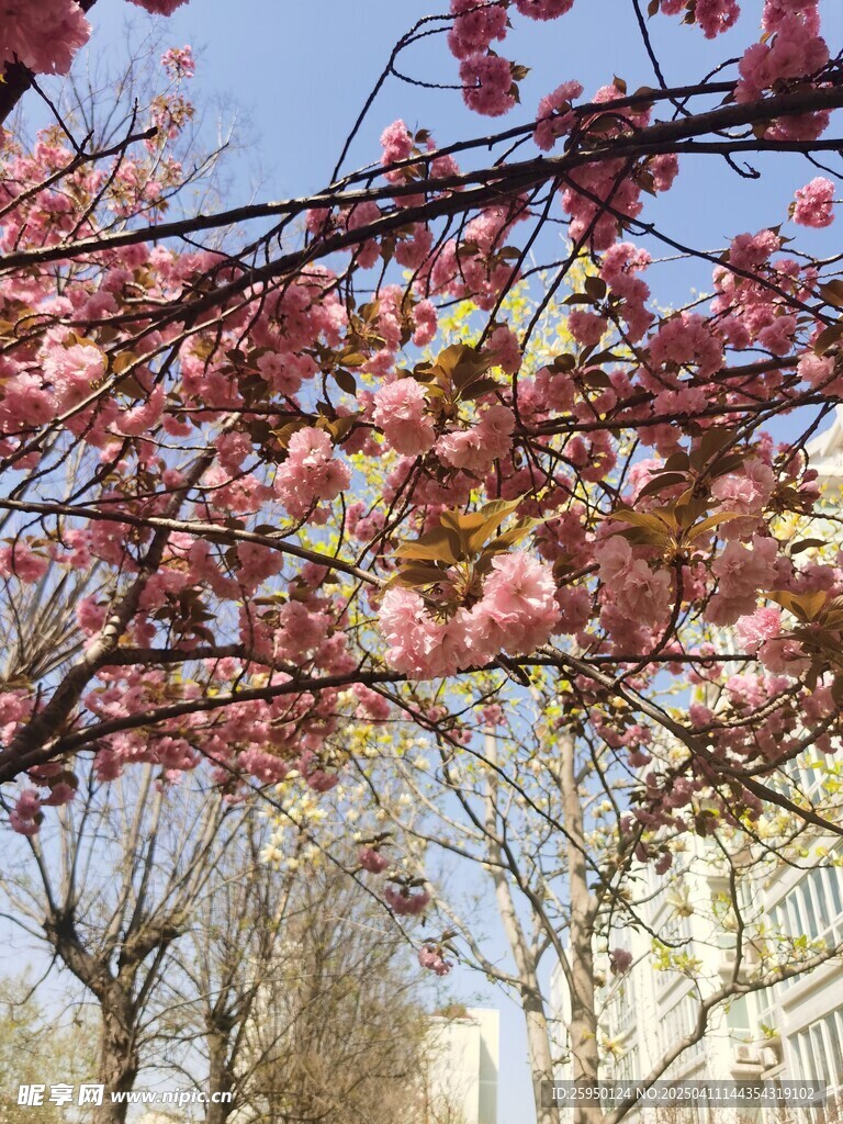 樱花