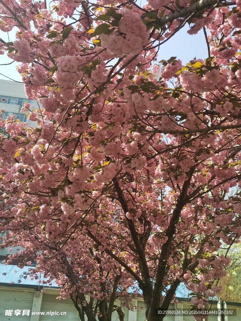 樱花