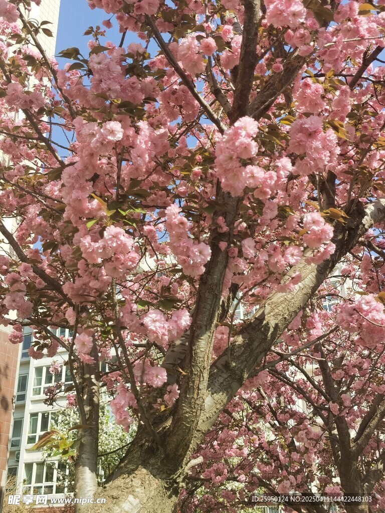 樱花