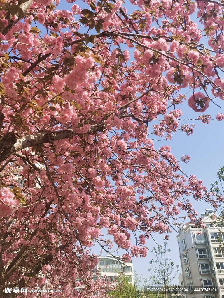 樱花