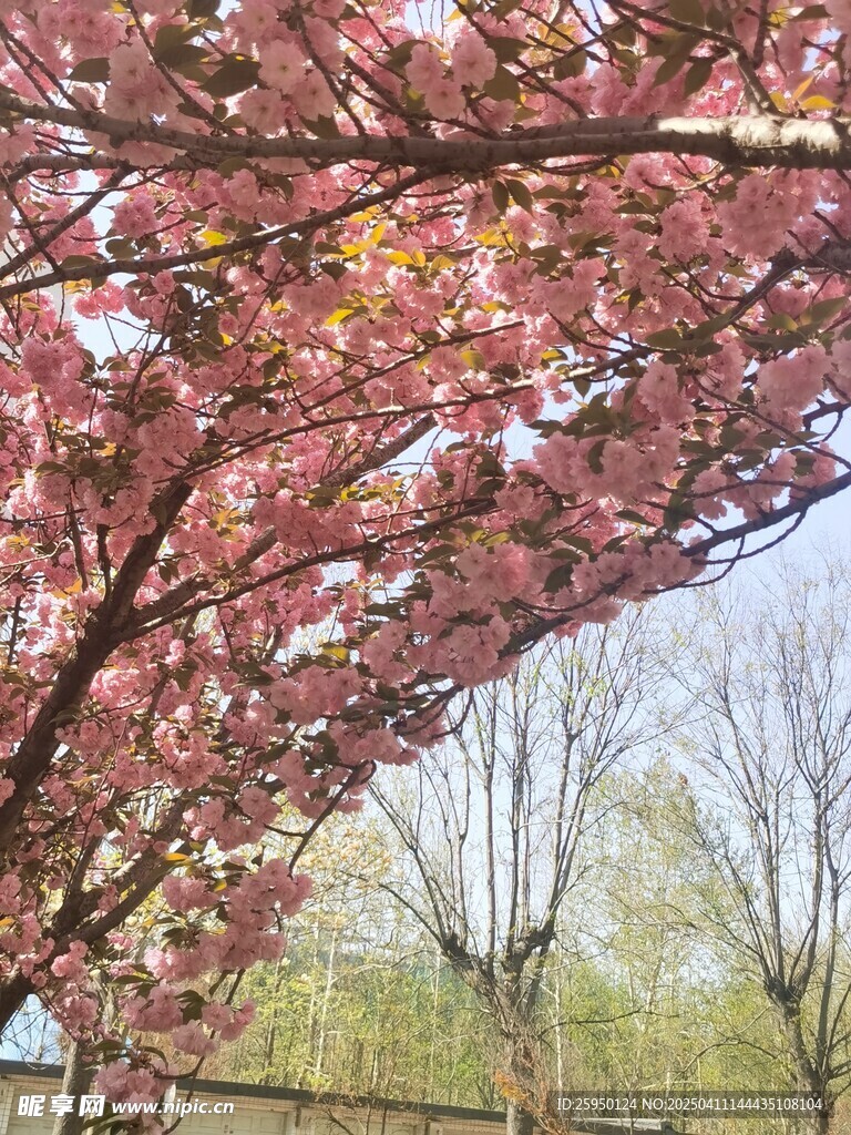 樱花