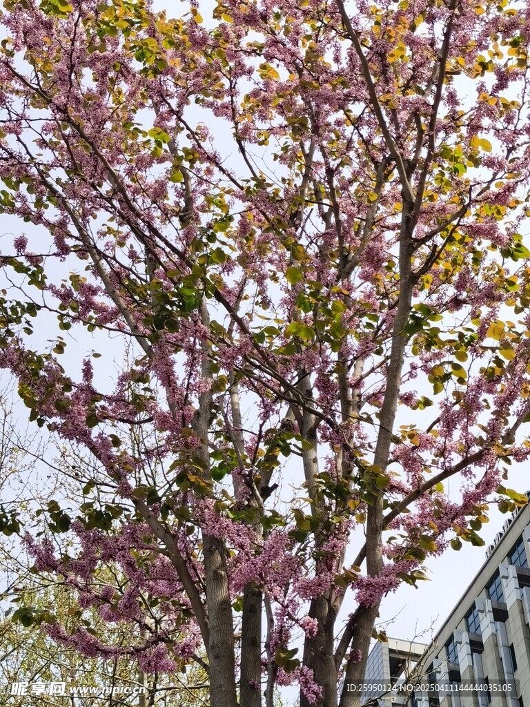 紫荆花 