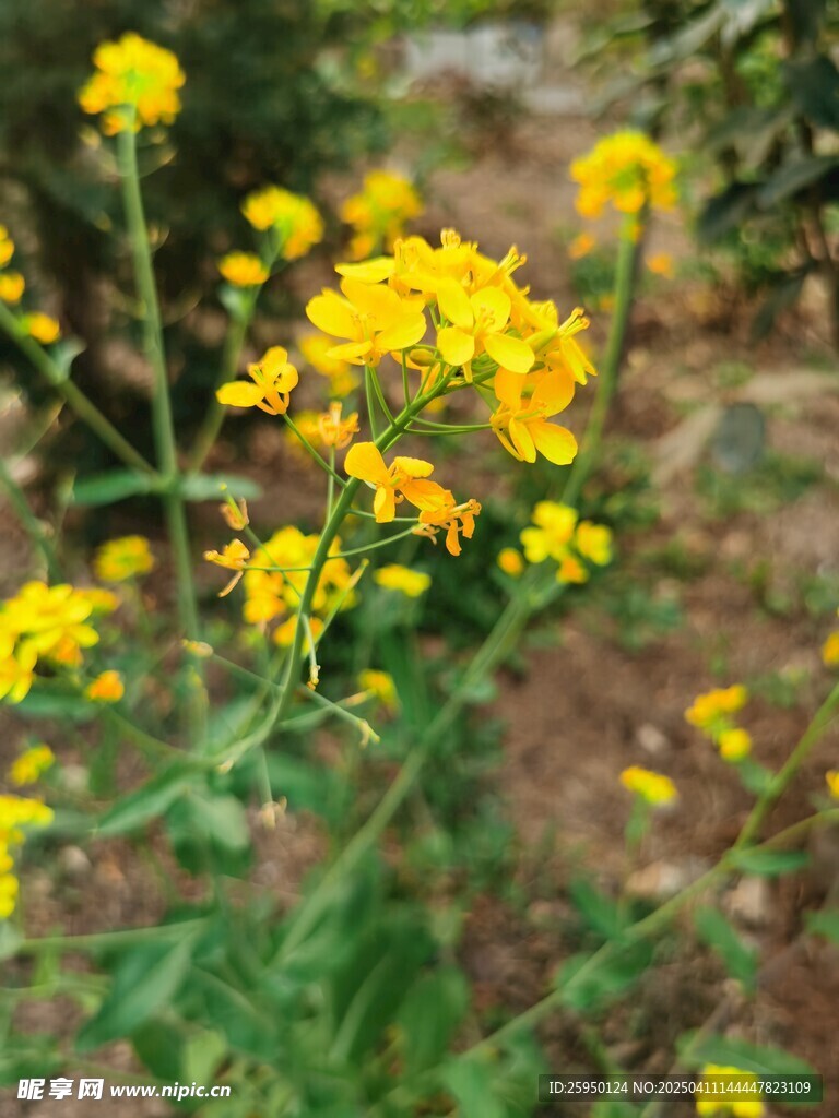 油菜花