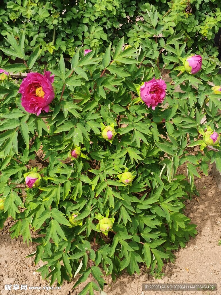 牡丹