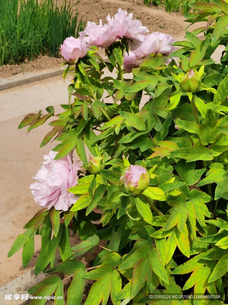 牡丹