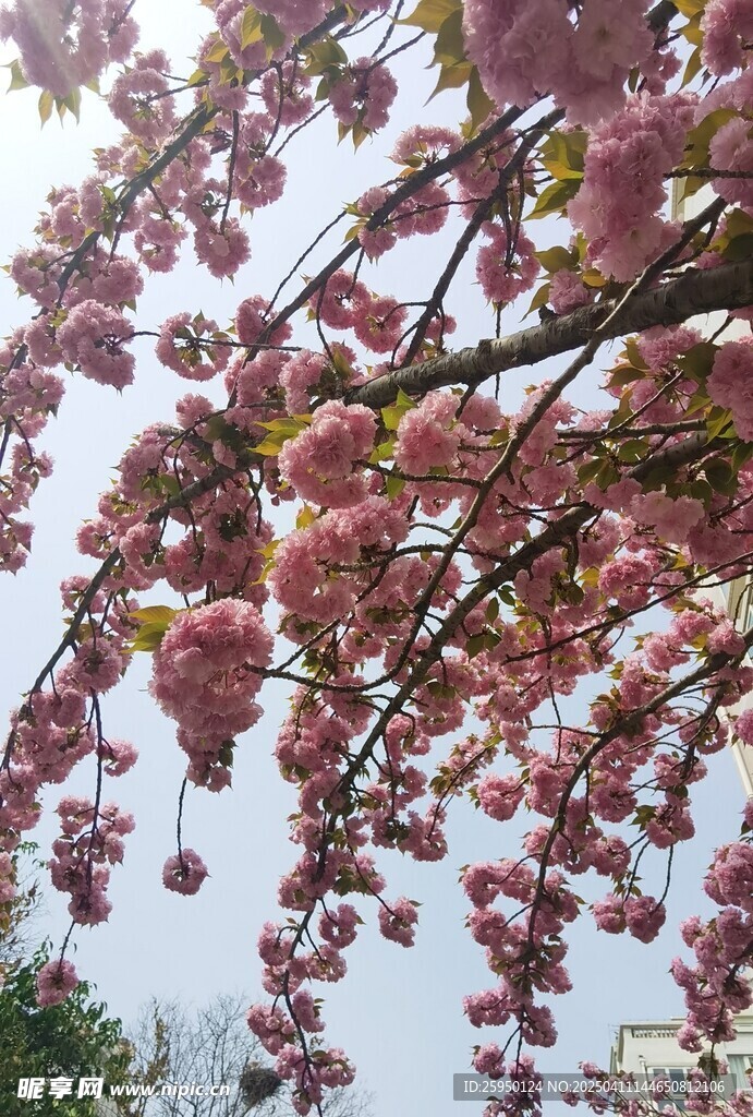 樱花