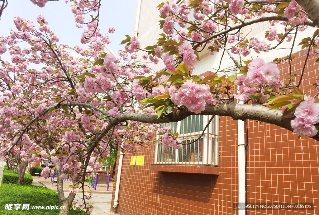 樱花