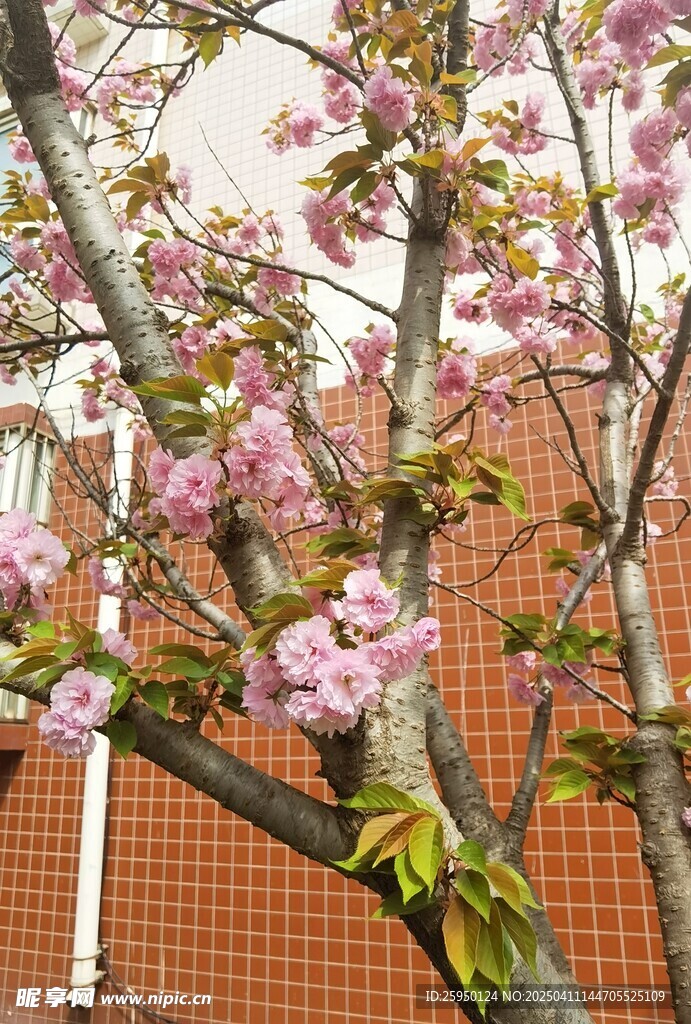 樱花