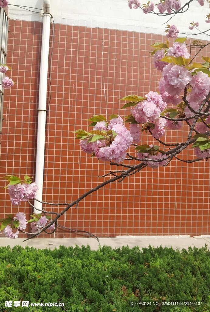 樱花