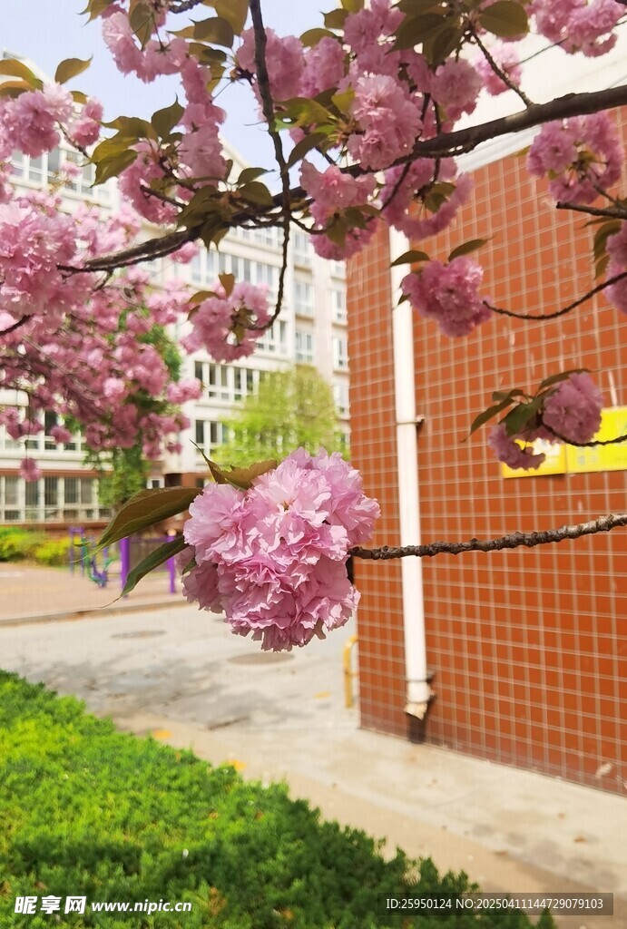 樱花