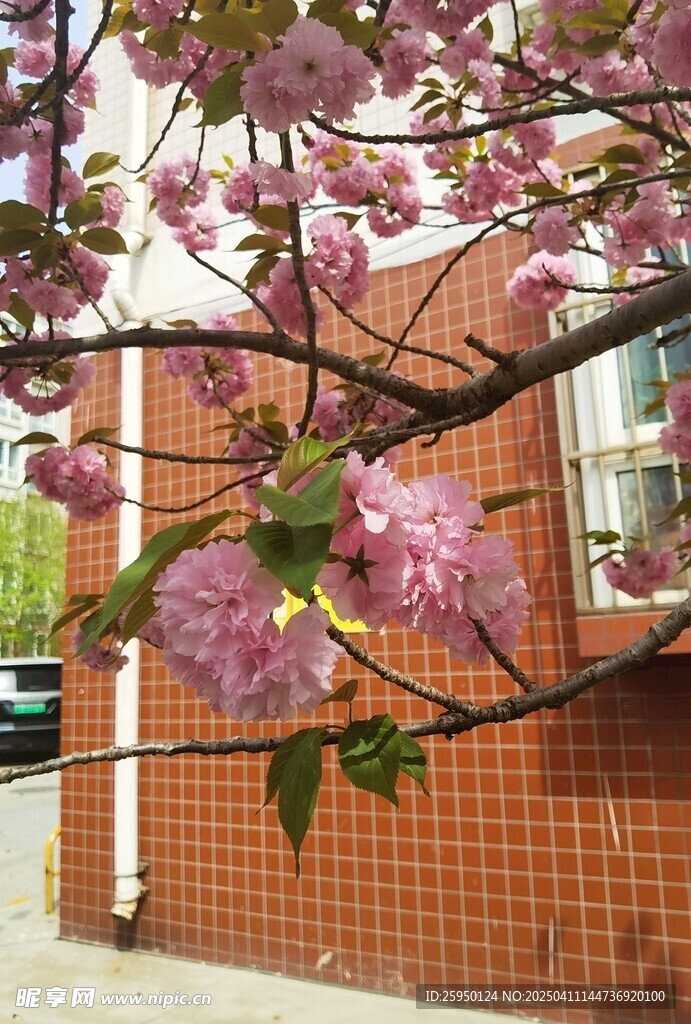 樱花