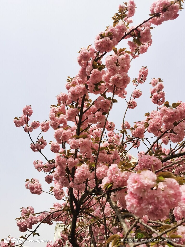 樱花
