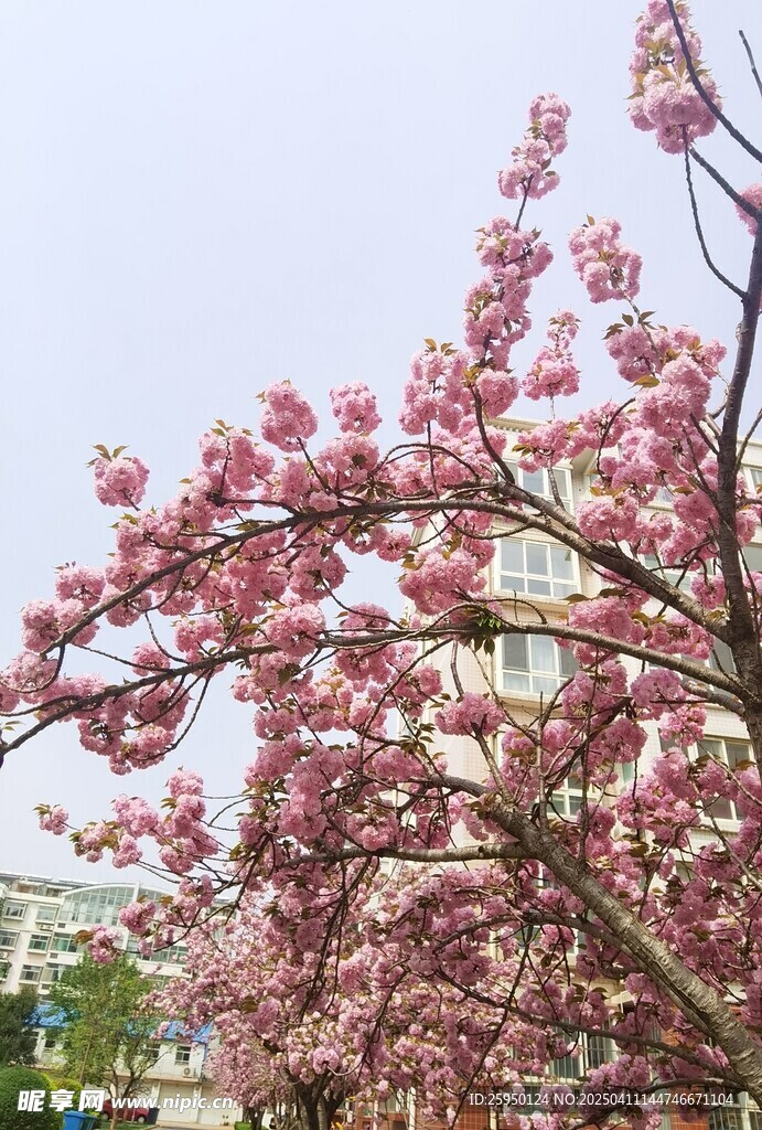 樱花