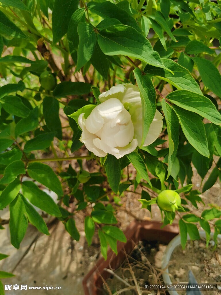 牡丹