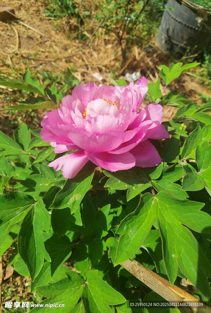 牡丹