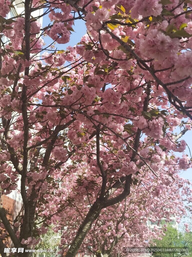 樱花