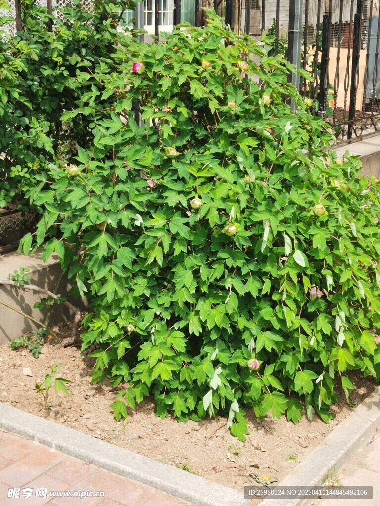 牡丹