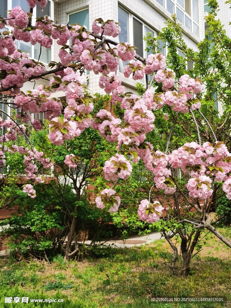 樱花